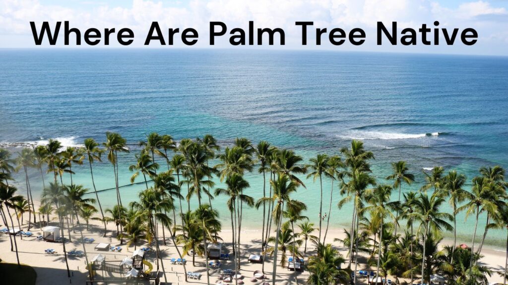 Where Are Palm Tree Native