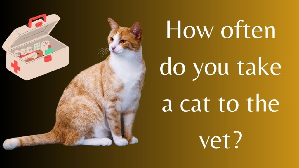 How often do you take a cat to the vet?